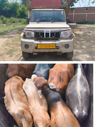 ऑपरेशन शंखनांद के तहत धरमजयगढ़ पुलिस की कार्रवाई, 8 नग मवेशी तस्करों से मुक्त, 2 आरोपी गिरफ्तार, डॉयल 112 टीम की तत्परता से मवेशियों को बूचडख़ाने ले जाने से बचाया गया