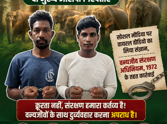 हाथियों को प्रताडि़त करने वालों पर वन विभाग की कार्यवाही , दो मुख्य आरोपी गिरफ्तार… सोशल मीडिया पर वायरल वीडियो का लिया संज्ञान, वन्यजीव संरक्षण अधिनियम के तहत कार्यवाही
