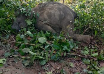 झटका तार की चपेट में आने से हाथी के शावक की मौत… उदयपुर क्षेत्र के अलकापुरी जंगल में बुधवार रात करीब 10 बजे की घटना, वन विभाग की टीम मौके पर