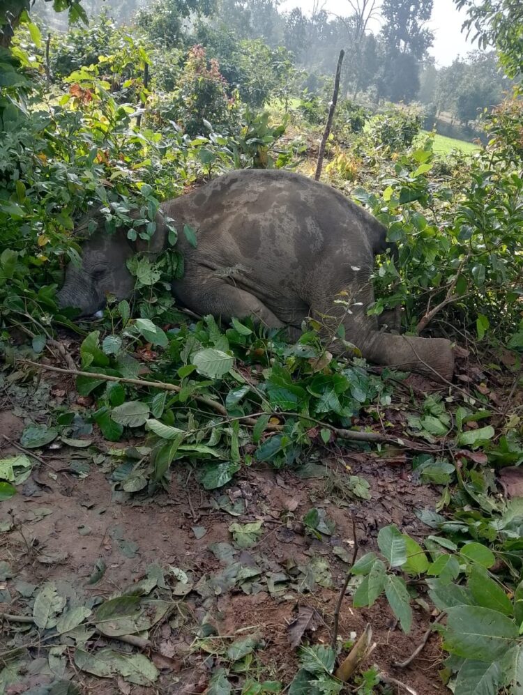 झटका तार की चपेट में आने से हाथी के शावक की मौत… उदयपुर क्षेत्र के अलकापुरी जंगल में बुधवार रात करीब 10 बजे की घटना, वन विभाग की टीम मौके पर
